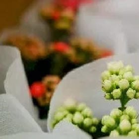 青袂婉约的头像