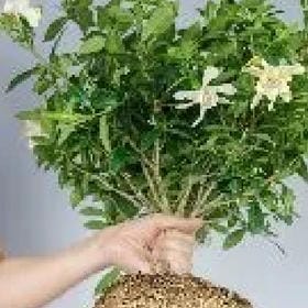 饮尽风雪的头像