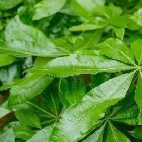 我萌怪我咯的头像