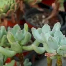 翩翩蝶舞的头像