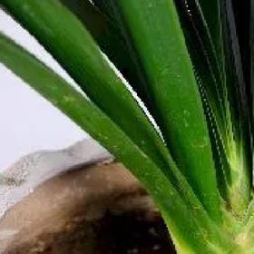 妃夕妍雪的头像