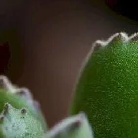 女孩不哭的头像