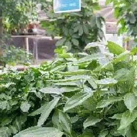 一川绿风的头像