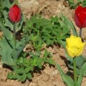 冬日傲娇菊的头像