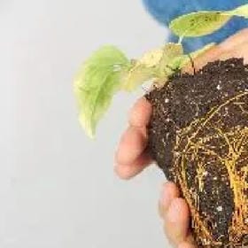 一念执着的头像