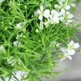 茶独以酌的头像