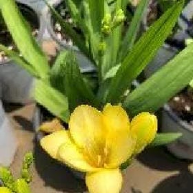 少年决恋的头像