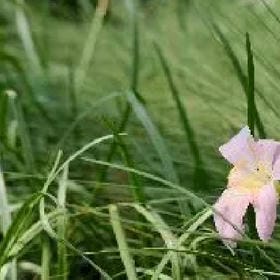 一身傲娇气的头像