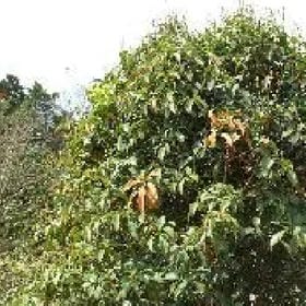 出逃旳芭比的头像