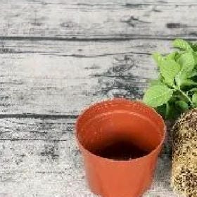 果酱味的猫的头像